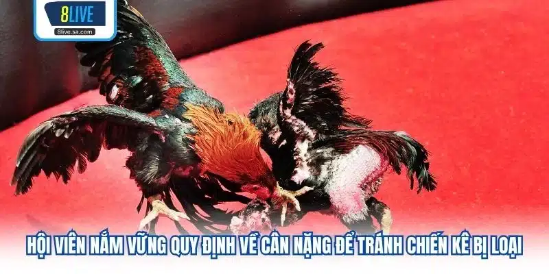 Hội viên nắm vững quy định về cân nặng để tránh chiến kê bị loại