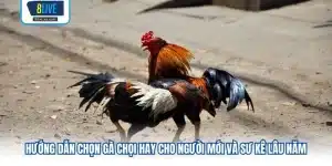 Hướng Dẫn Chọn Gà Chọi Hay