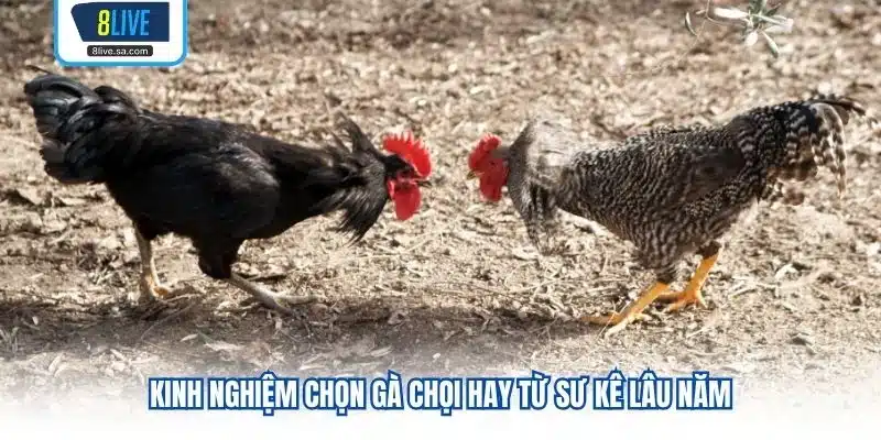 Kinh nghiệm chọn gà chọi hay từ sư kê lâu năm