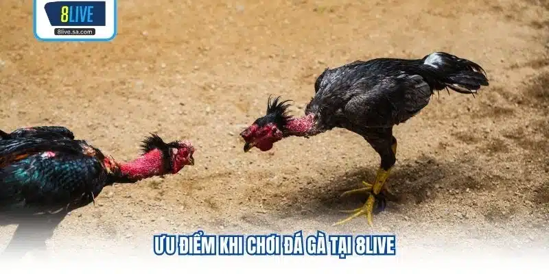 Ưu điểm khi chơi đá gà tại 8LIVE