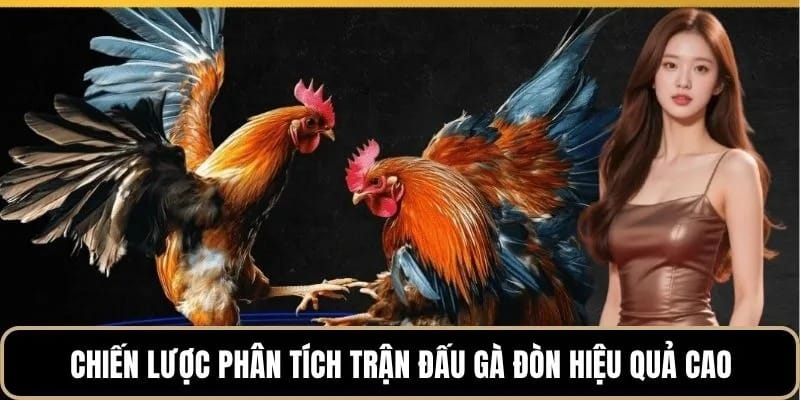 Chiến lược phân tích trận đấu gà đòn hiệu quả cao