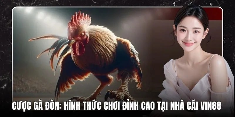 Cược Gà Đòn: Hình Thức Chơi Đỉnh Cao Tại Nhà Cái 8LIVE