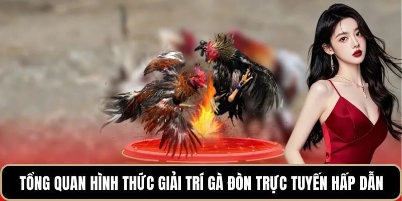Tổng quan hình thức giải trí gà đòn trực tuyến hấp dẫn